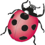 Marienkäfer