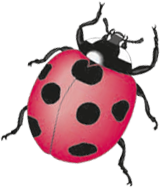 Marienkäfer